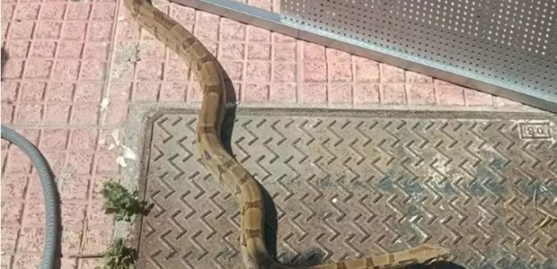 Βόας έκοβε… βόλτες στο Καρλόβασι